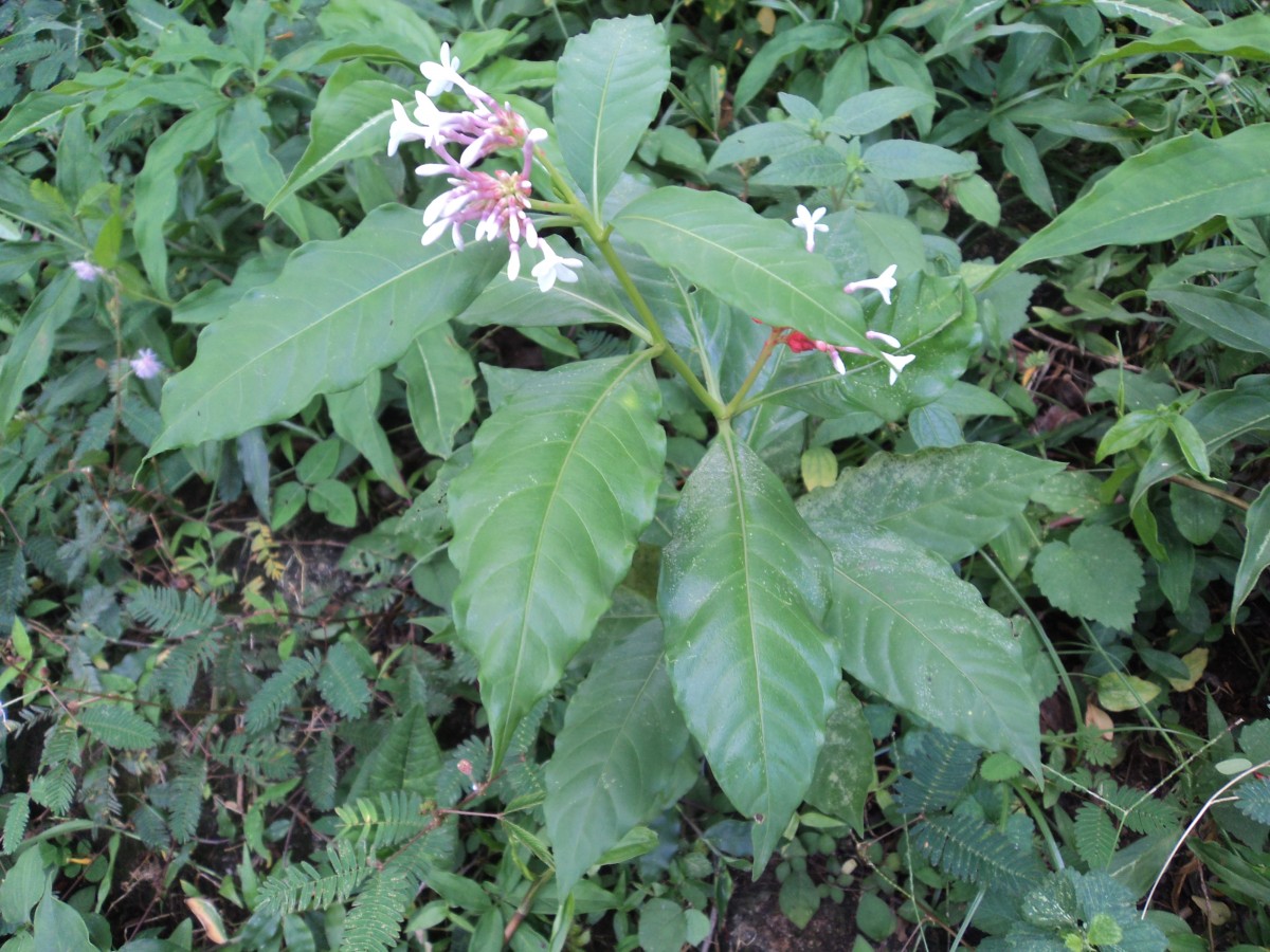 Rauvolfia serpentina (L.) Benth. ex Kurz